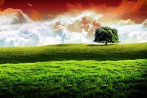 Alone tree hd wallpaper