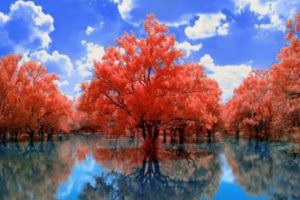 Earth Reflection Reflection 6326