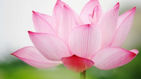 wallpaper summer photography lotus wallwuzz hd wallpaper 20984