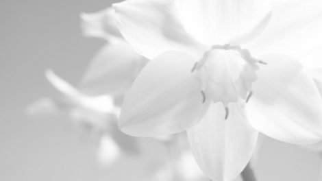 eucharis grandiflora 02122 e1420584270994