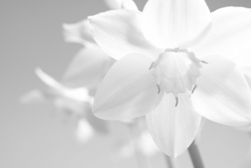 eucharis grandiflora 02122 e1420584270994