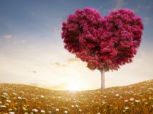 love heart tree fields 1366x768