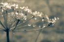 cobweb 1629374 1920