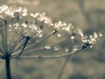 cobweb 1629374 1920