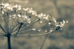 cobweb 1629374 1920