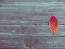 pexels photo_ralisar